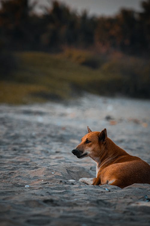 ペット, ペットの写真, 動物の無料の写真素材