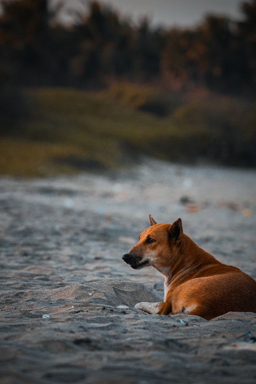 Free Brown dog lying on sandy beach during sunset, capturing a peaceful outdoor moment. Stock Photo
