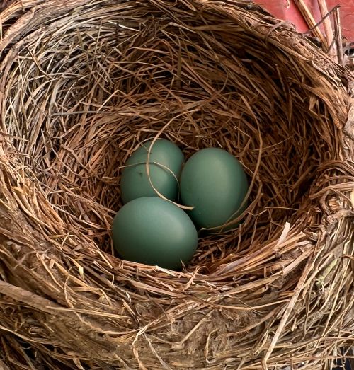 Free Robin's Eggs in Nest Stock Photo