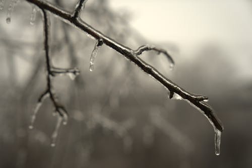 Close-up of a Tree Branch Covered in Ice 