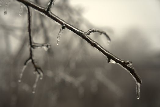 Ice branch