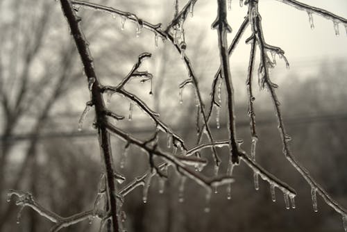 Ice tree