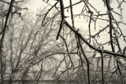 ice forest