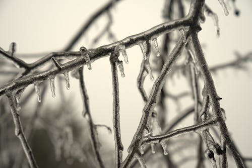 Frozen Branches