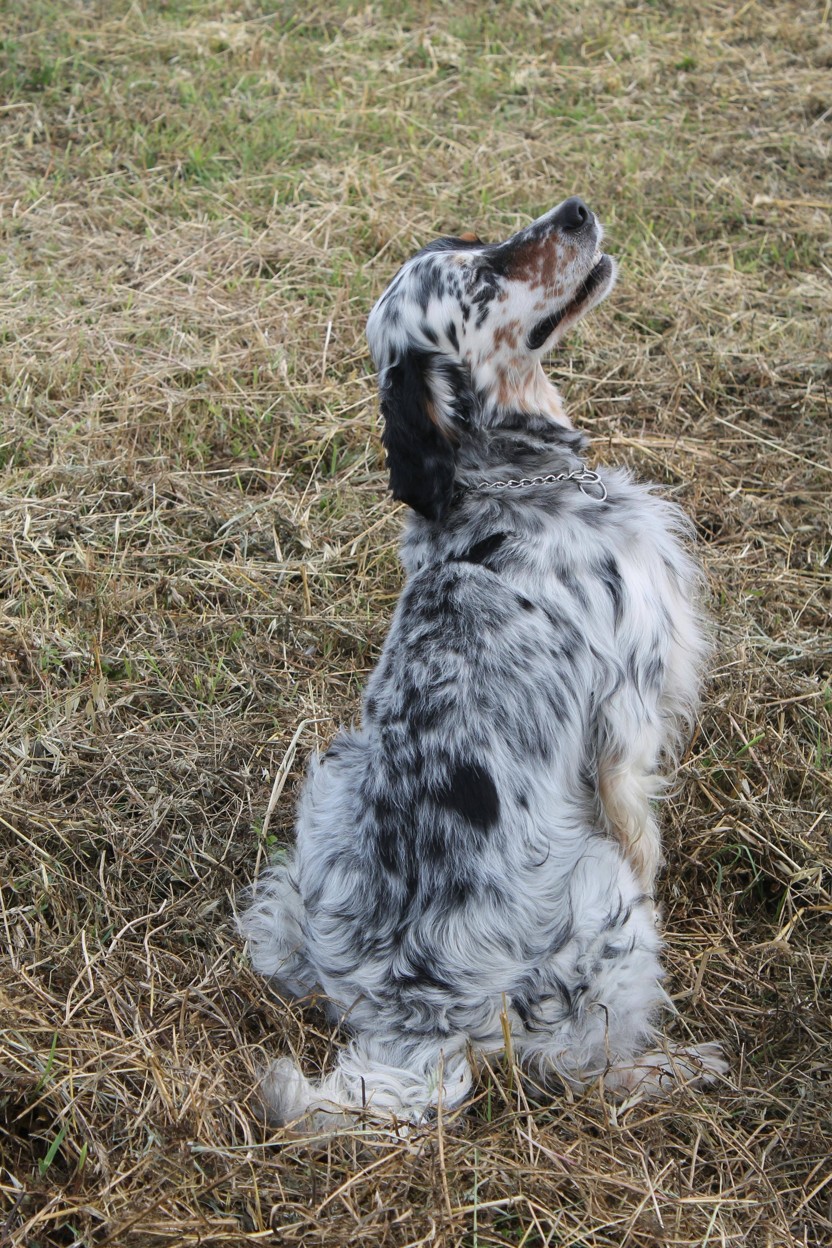 郑州征信机构如何用肇新智能文档比对分析扫描版信用报告的数据变动