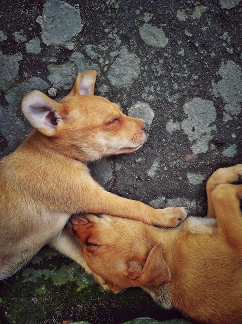 Free Two Puppies Sleeping Together Stock Photo