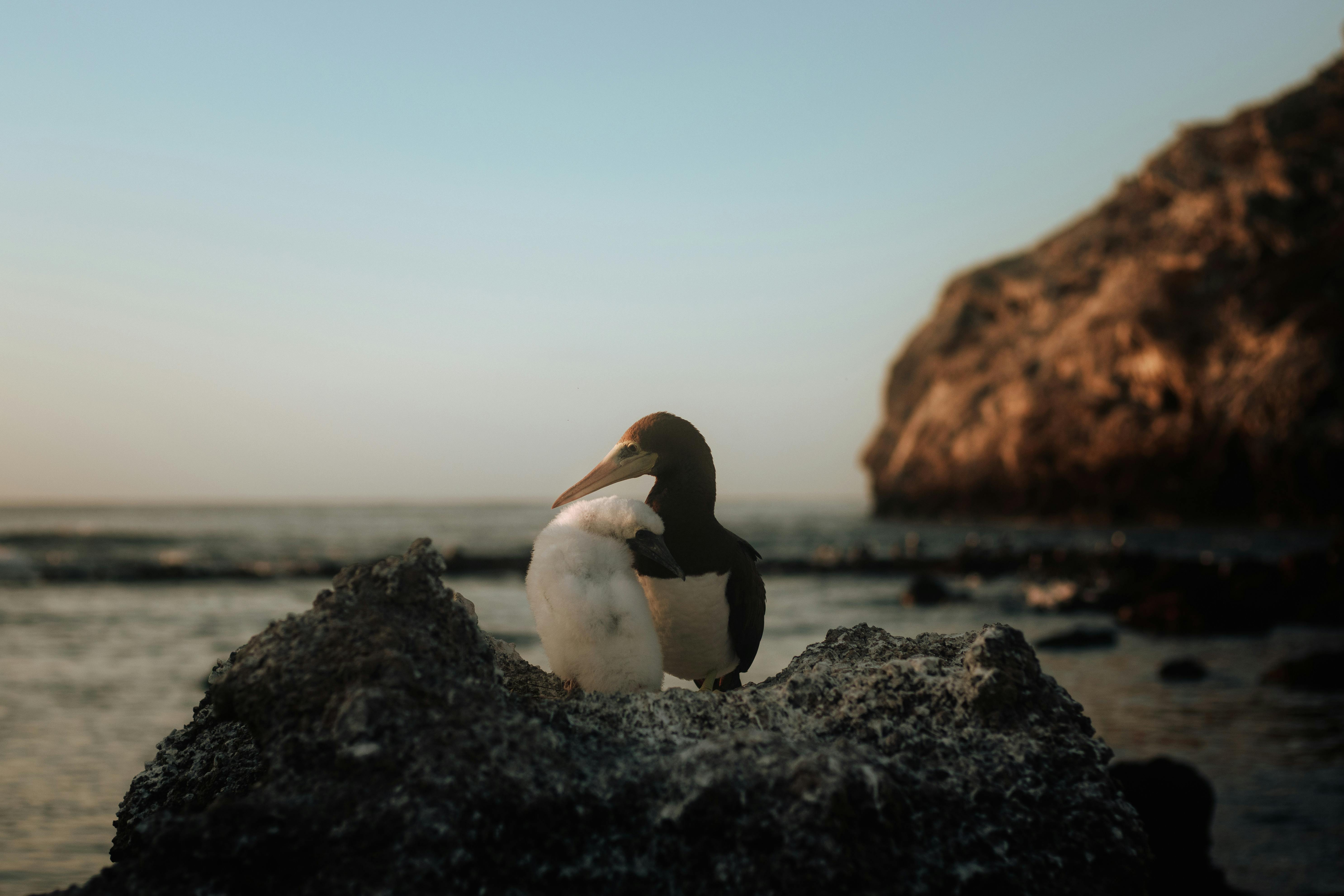 A brown booby bird lovingly cares for its chick on a rocky seaside cliff at sunset.