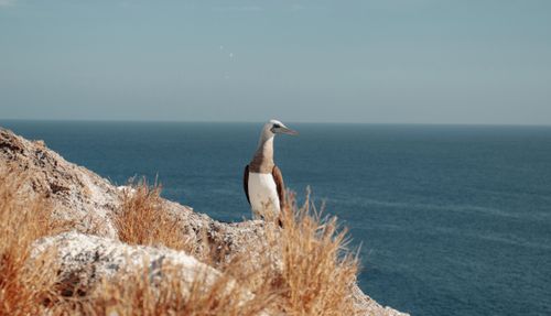 Free A tropical booby bird perched on a rocky coastal cliff against the sea. Stock Photo
