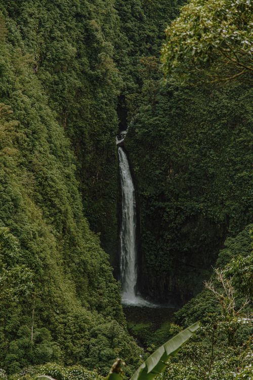 Free Discover the breathtaking waterfall surrounded by verdant rainforest in Alajuela, Costa Rica. Stock Photo
