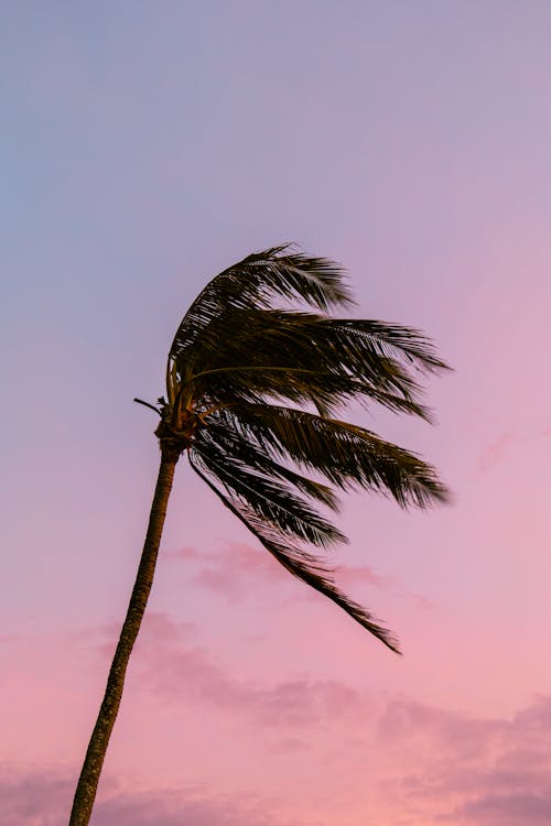 Silhouetted Palm Tree in Strong Wind at Sunset 