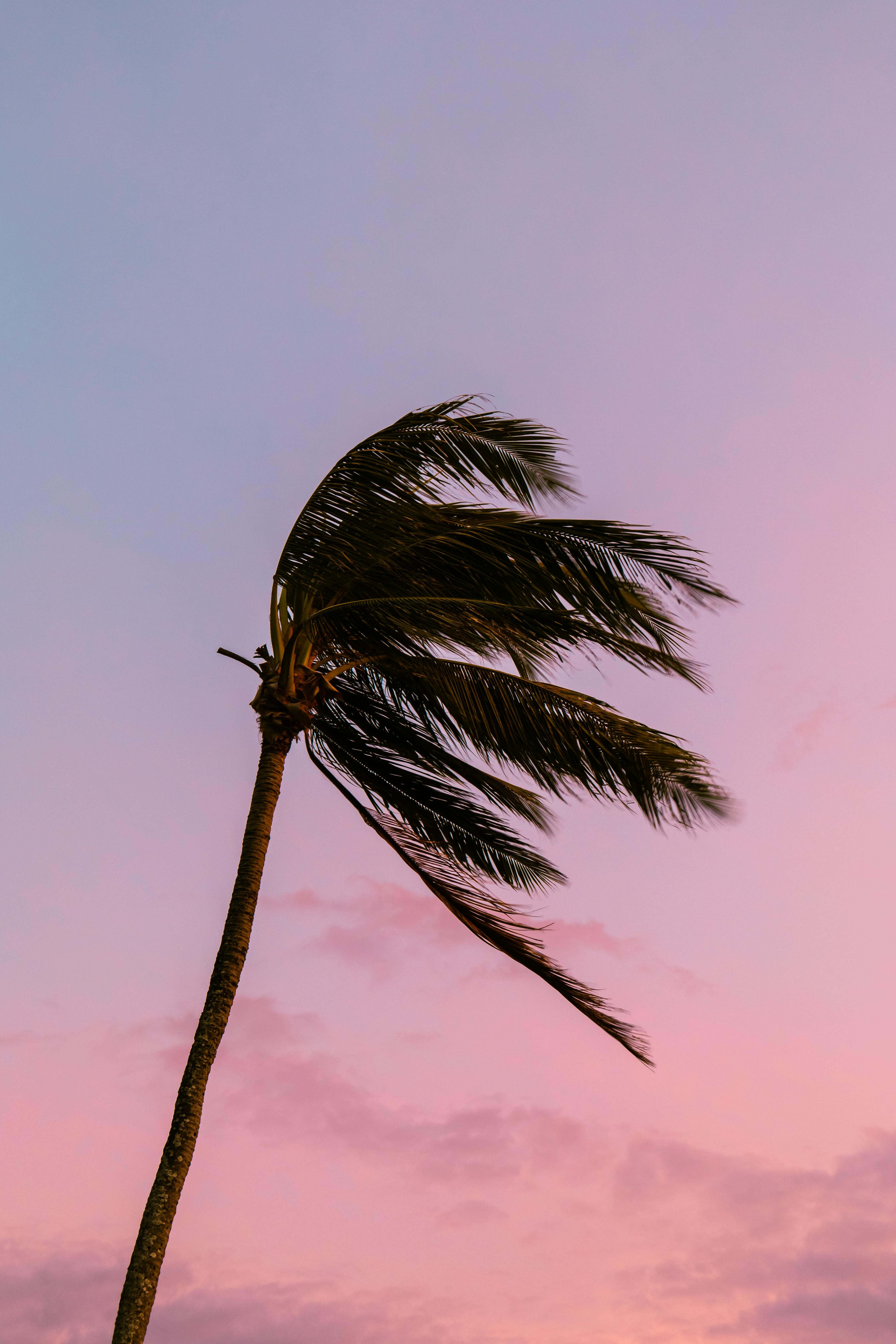 windy palm trees