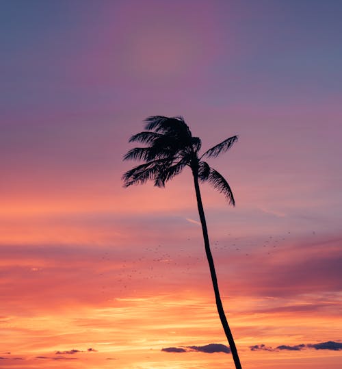 Darmowe zdjęcie z galerii z chmury, drzewo palmowe, krajobraz