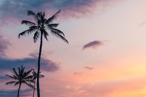 Ilmainen kuvapankkikuva tunnisteilla dramaattinen taivas, hämärä, palmupuut