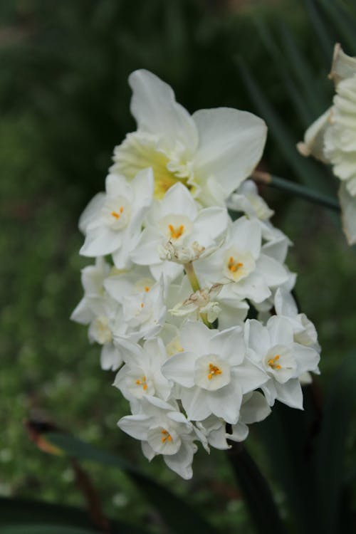 Foto stok gratis berbunga, botani, bunga daffodil