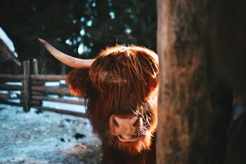 Close-up of a Highland Cow on a Snowy Farm 