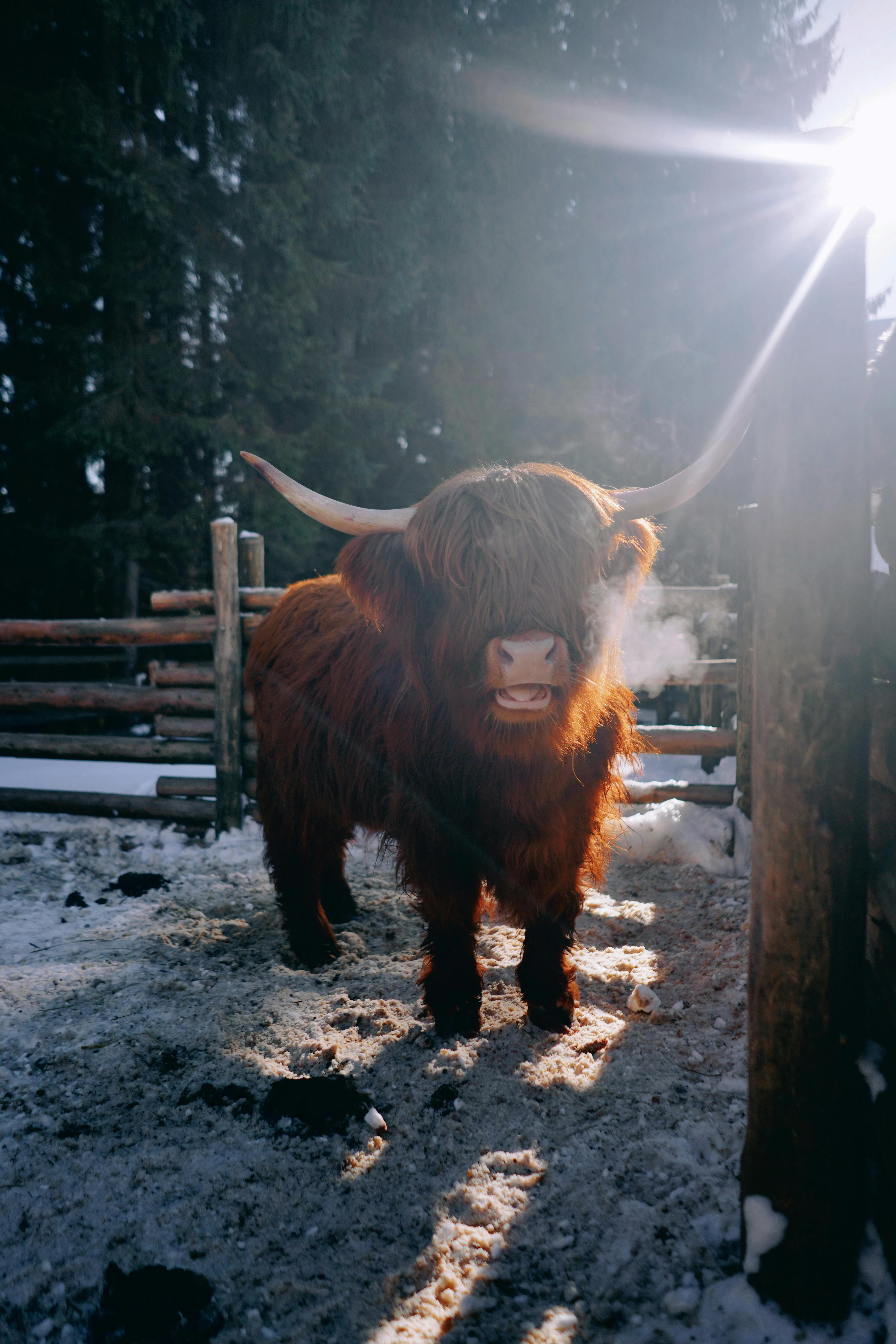 Highland cattle standing in a snowy, fenced pasture with winter light.