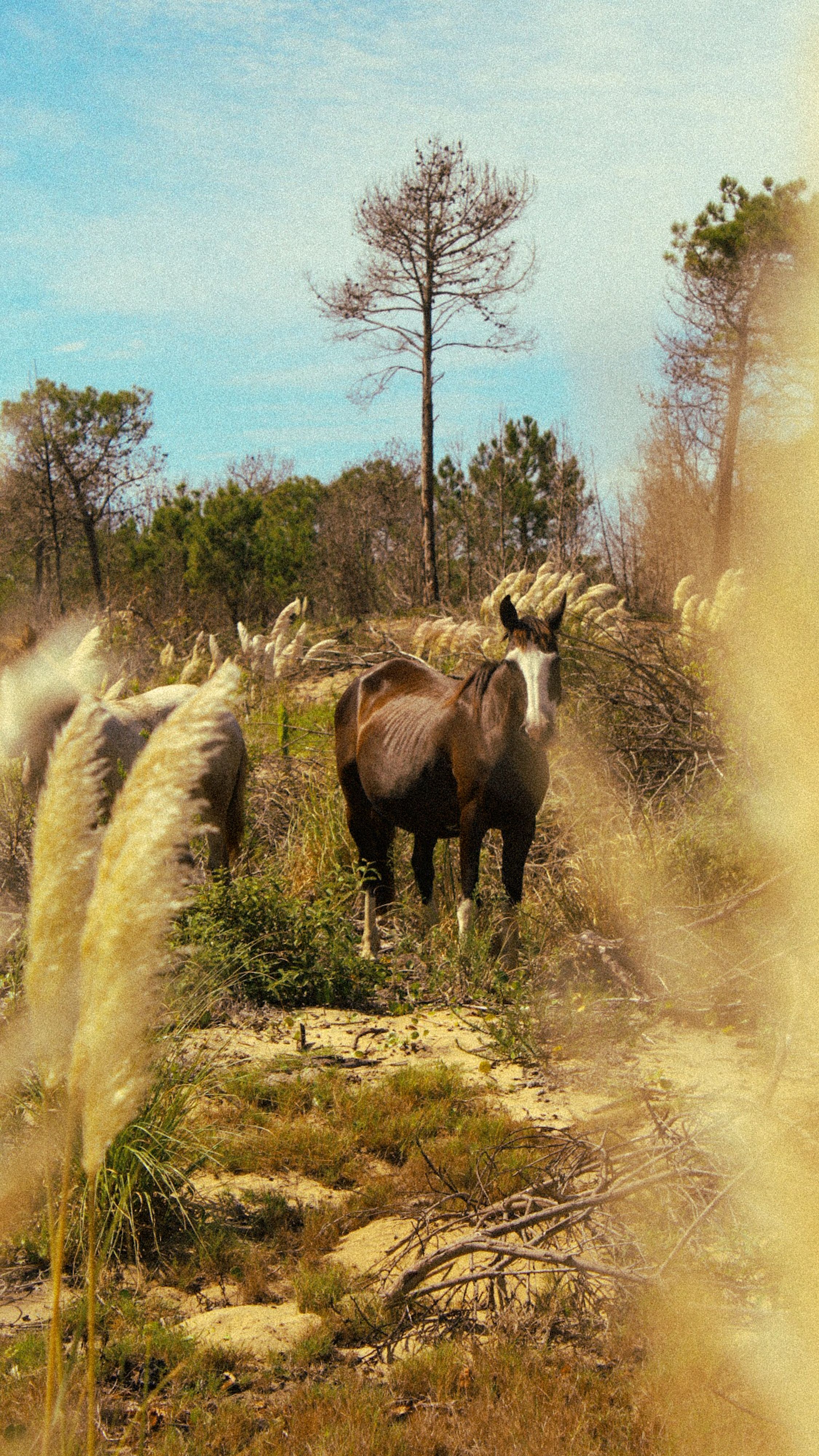 Fotomural Una escena tranquila de caballos pastando en el paisaje rural de Punta del Diablo.