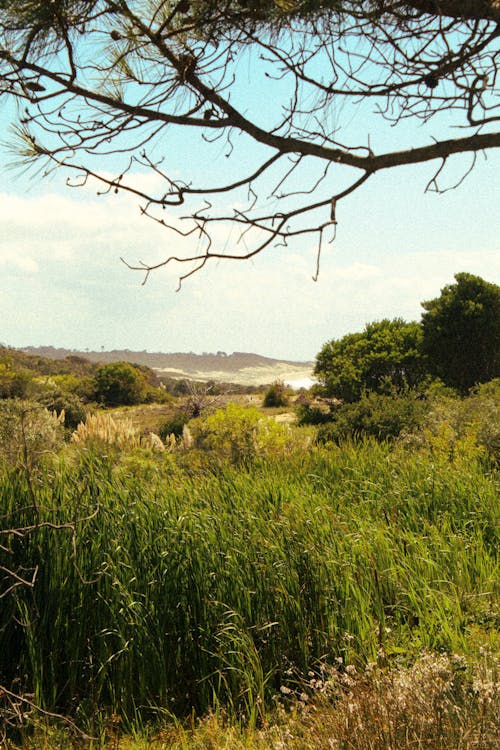 Foto d'estoc gratuïta de camp, herba alta, natura