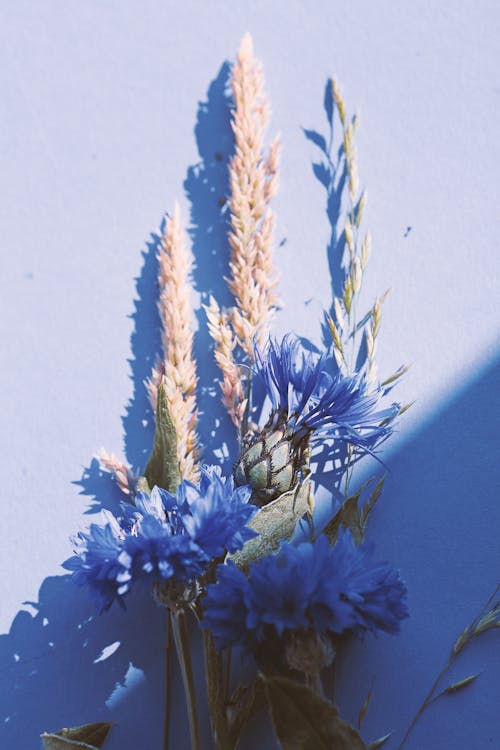 Fotobanka s bezplatnými fotkami na tému jemný, kvety, leto
