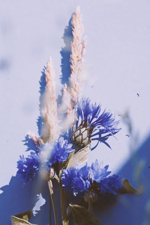 Foto d'estoc gratuïta de flors blanques, flors blaves, molla