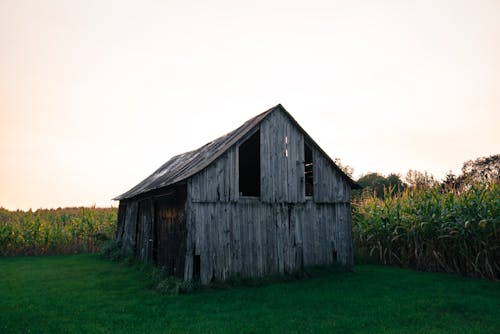Photo of an Abandoned Wooden Barn in a Cornfield