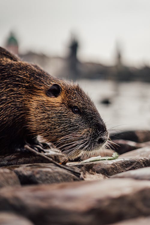 Close-up of a Nutria Walking on a Rocky Surface near the Water 