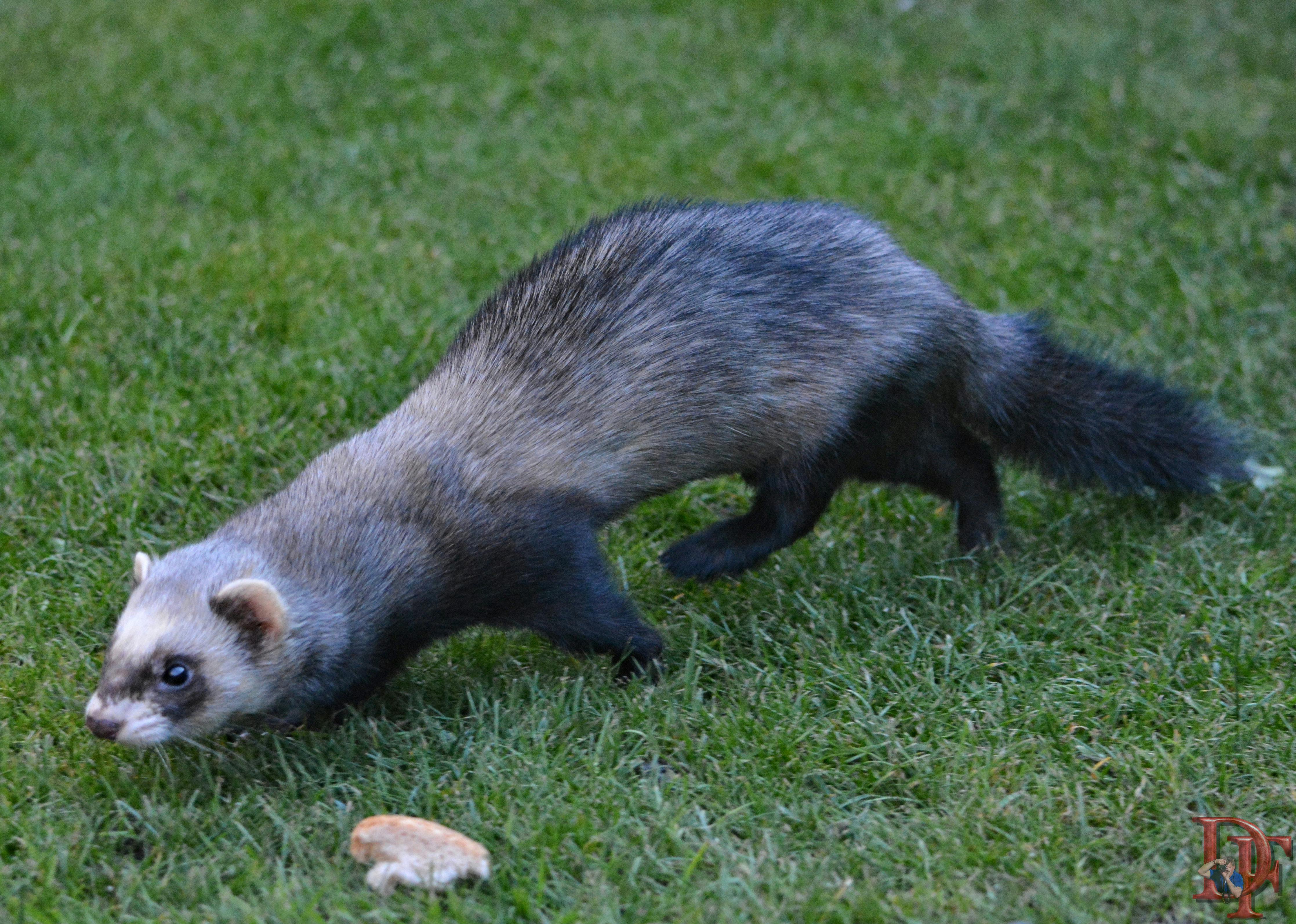 Skyline de Dubái al atardecer