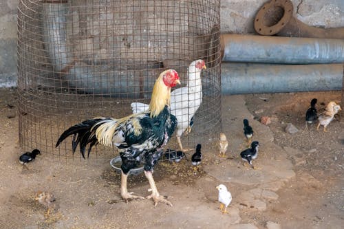 Poultry in Farm