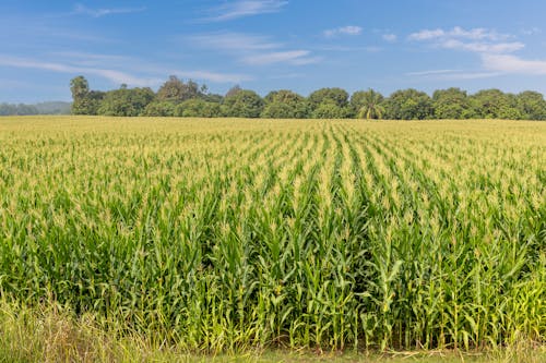 Ingyenes stockfotó farm, kék ég, kukorica témában