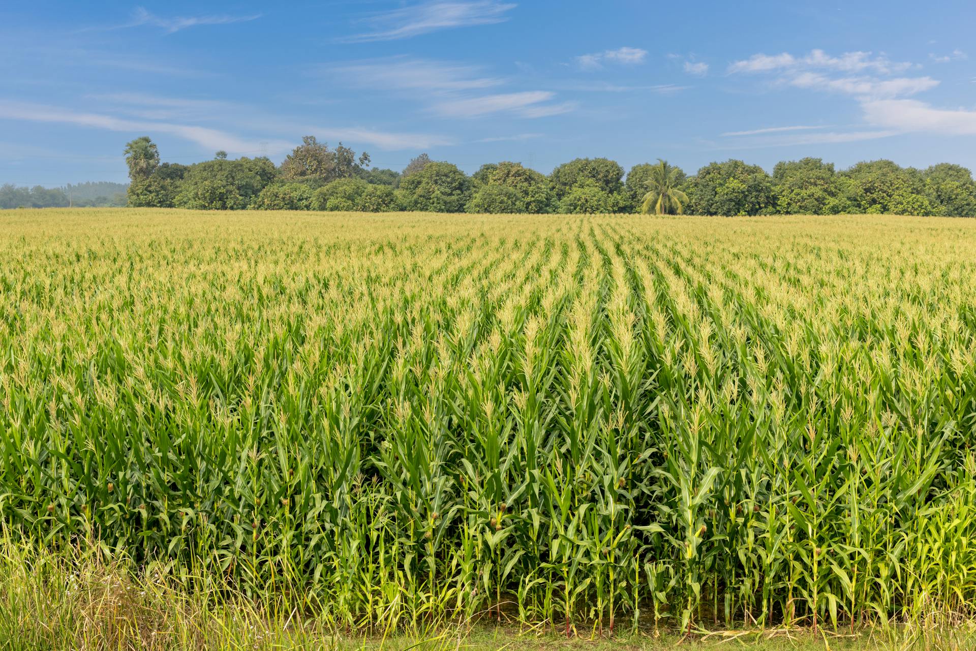 Expansive cornfield in Nandigama, India, under a bright blue sky, showcasing agricultural growth.