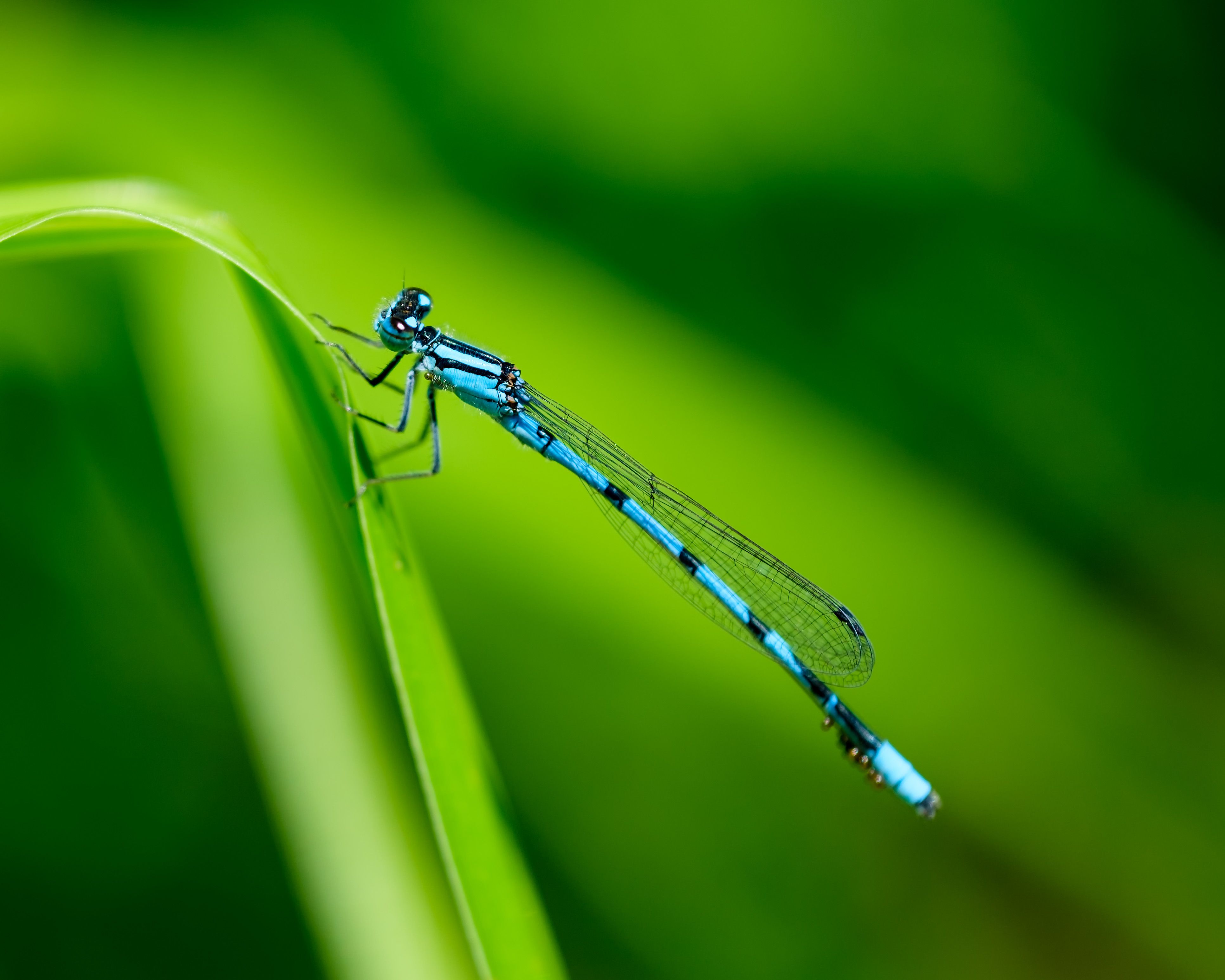 Photo of a Dragonfly on a Leaf · Free Stock Photo
