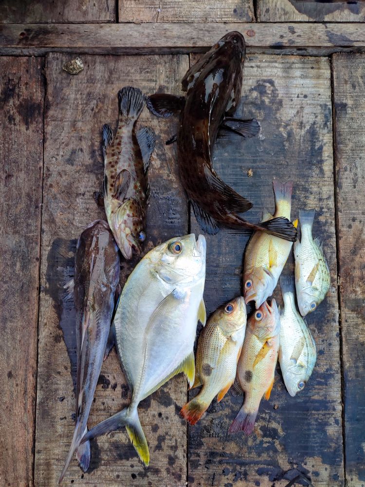 Fish Species Photos, Download The BEST Free Fish Species Stock Photos ...
