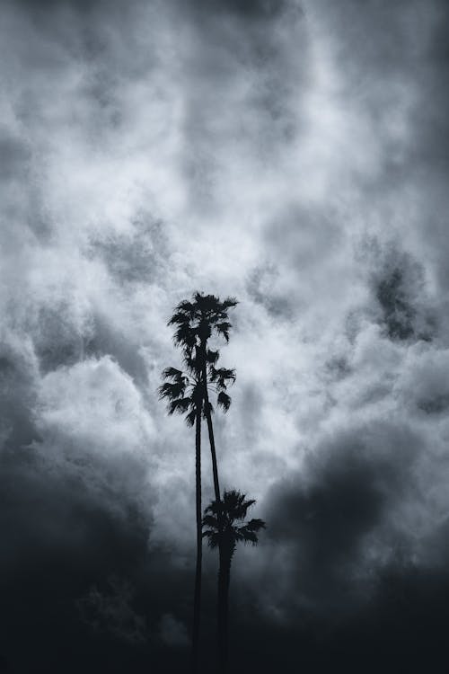 Free Silhouette of Palm Trees on Cloudy Sky Stock Photo