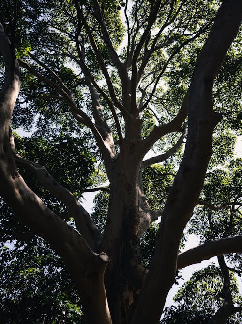 Tree Trunk with Green Leaves on Branches