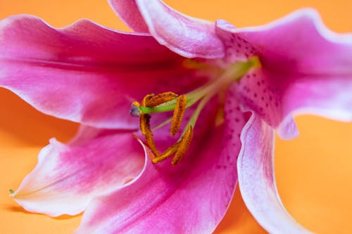 Close-up Photography of Pink Lily Flower