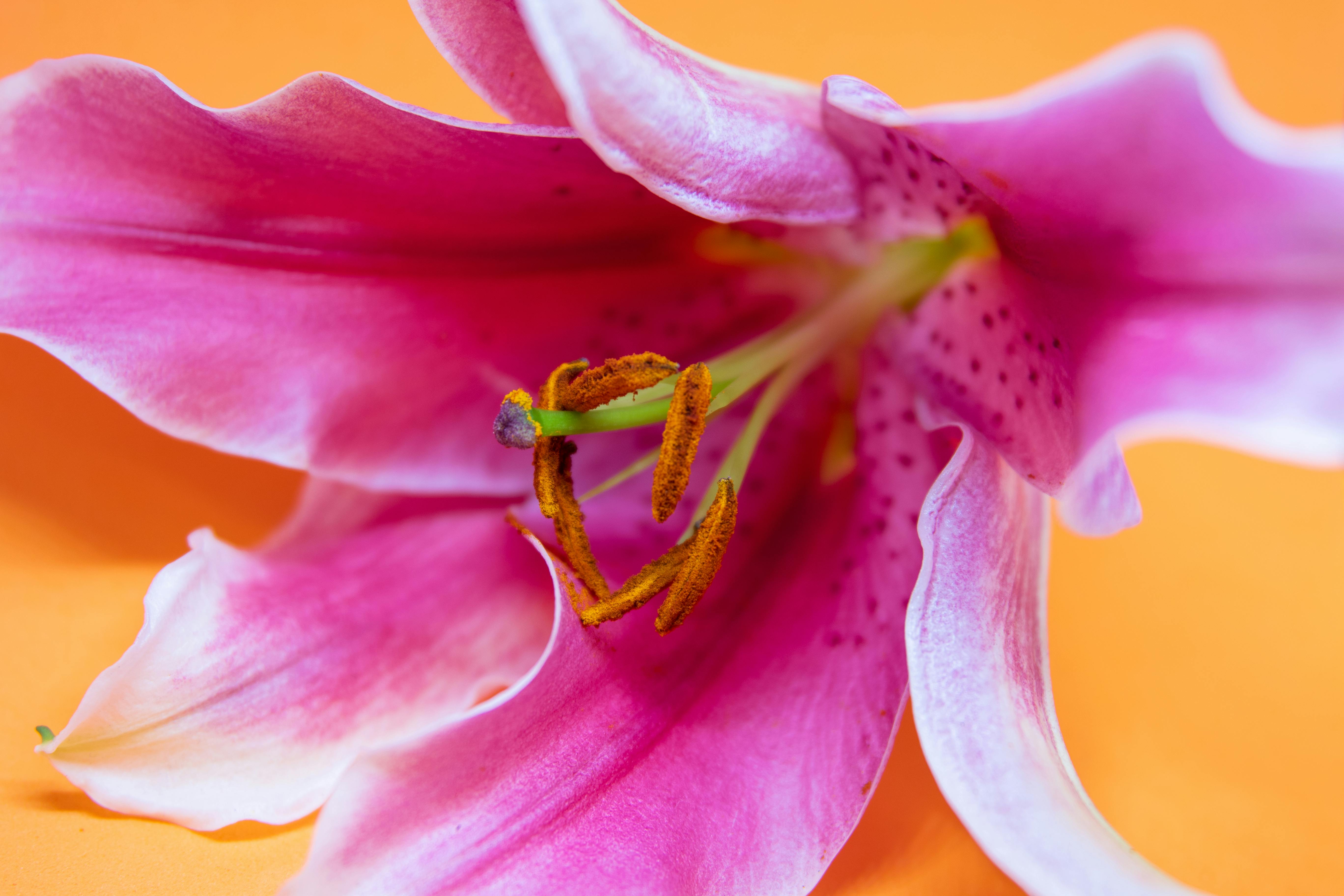 Nahaufnahme Fotografie Der Rosa Lilie Blume · Kostenloses StockFoto