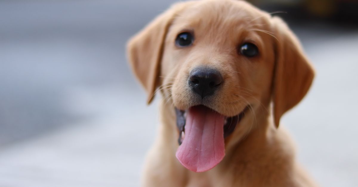 Photos gratuites de adorable, amical, amour de chiot
