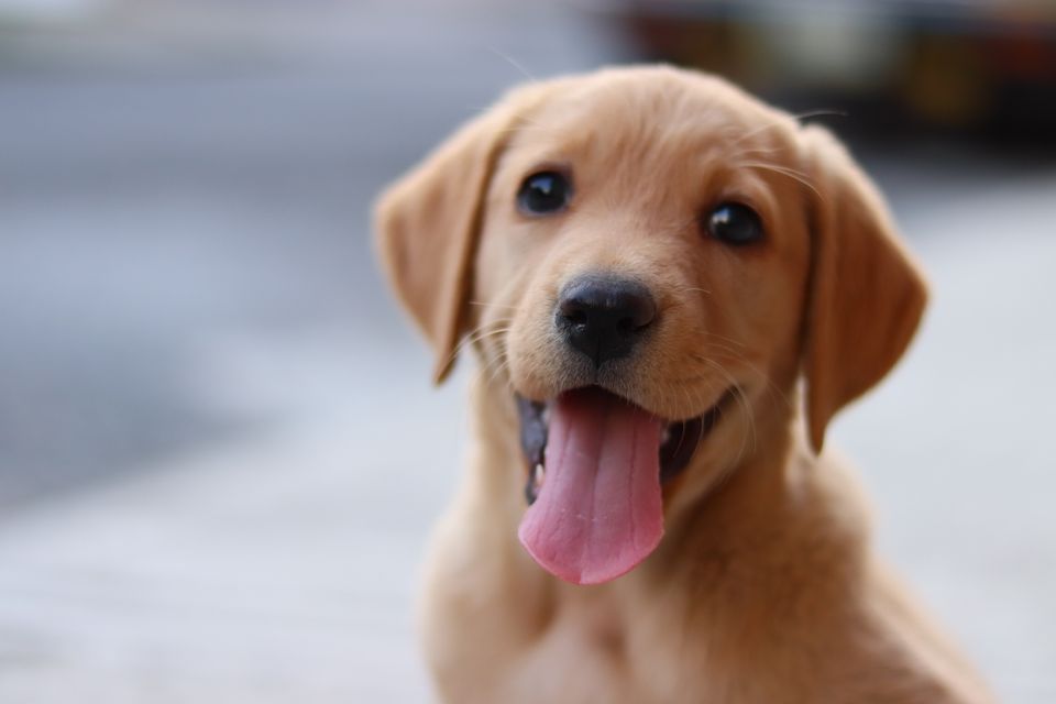 Štene labradora gleda u kameru