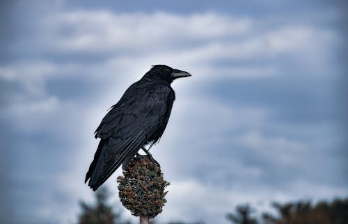 Foto profissional grátis de ave, bico preto, corvo