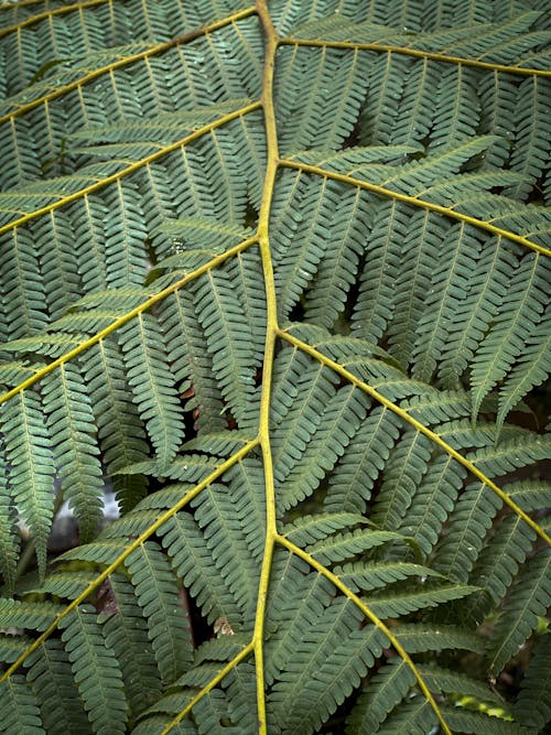 Close-up of Fern Leaves 