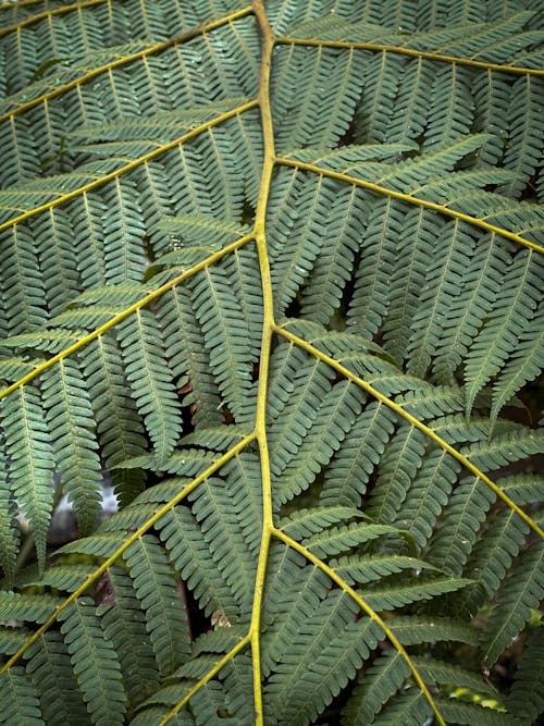 Kostenloses Stock Foto zu blätter, farn, flora