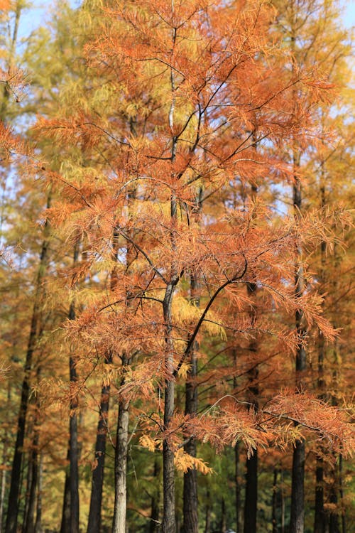 Scenic View of Trees in Autumn Foliage 