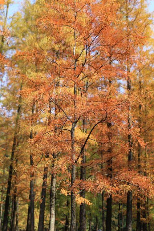 Free A beautiful forest scene capturing vibrant autumn leaves in various shades of gold and orange. Stock Photo