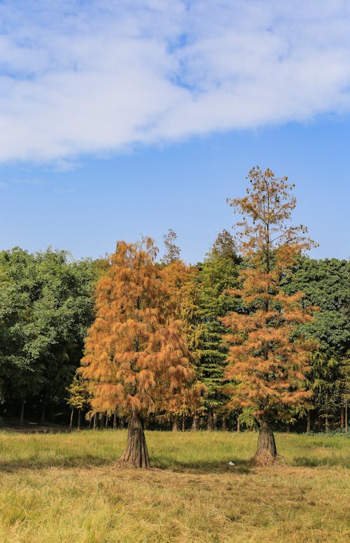 Coniferous Trees on a Field in Autumn