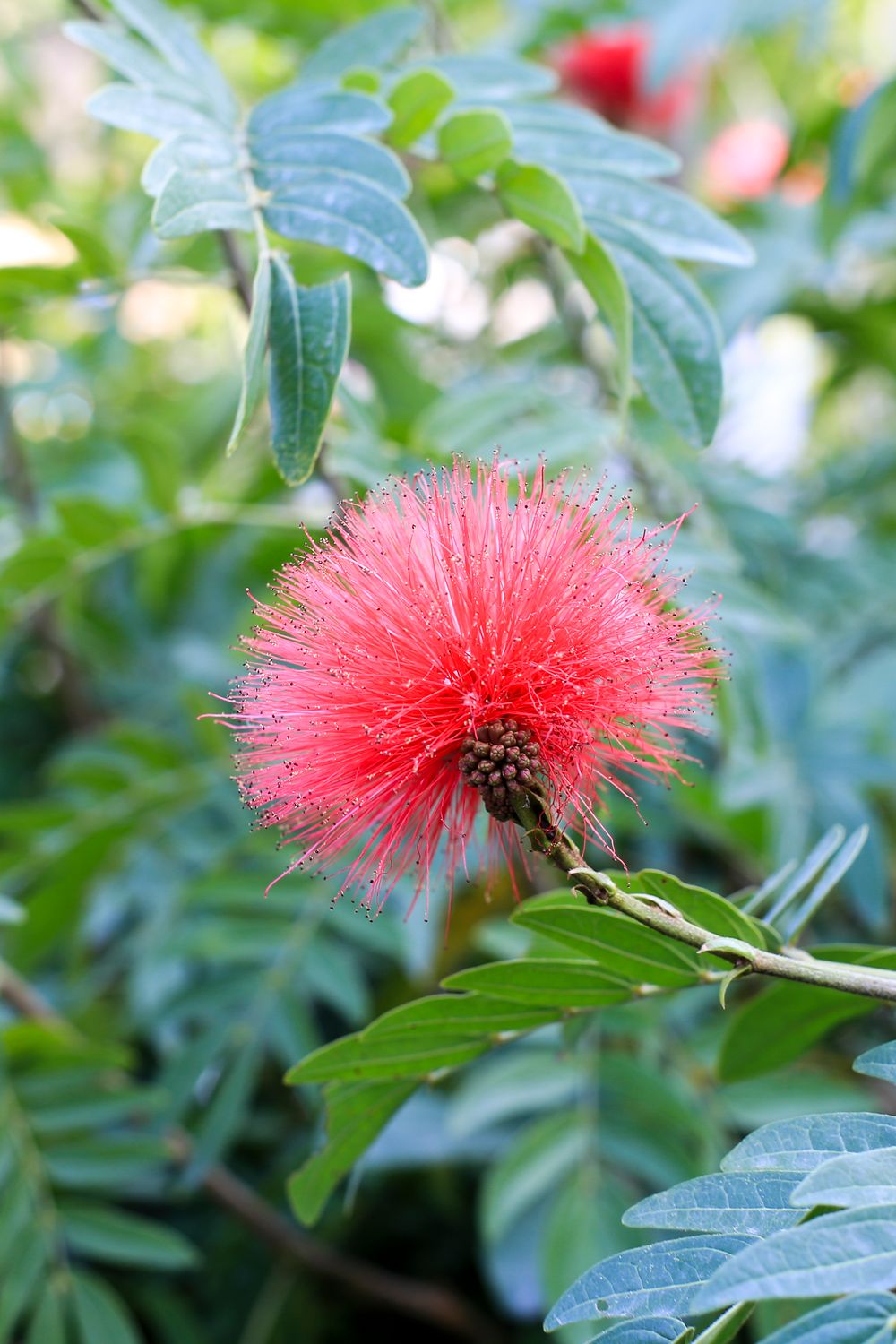Close-up of a Red Powder Puff Flower on a Shrub · Free Stock Photo