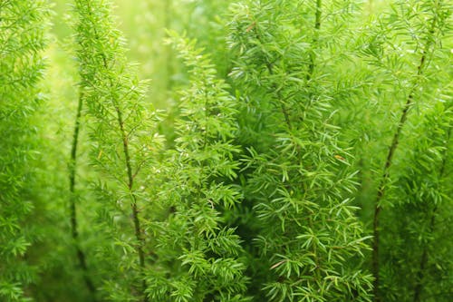 Close up of Green Plants