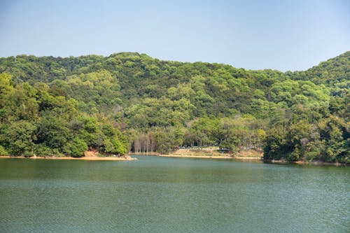 Foto profissional grátis de denso, floresta, floresta tropical