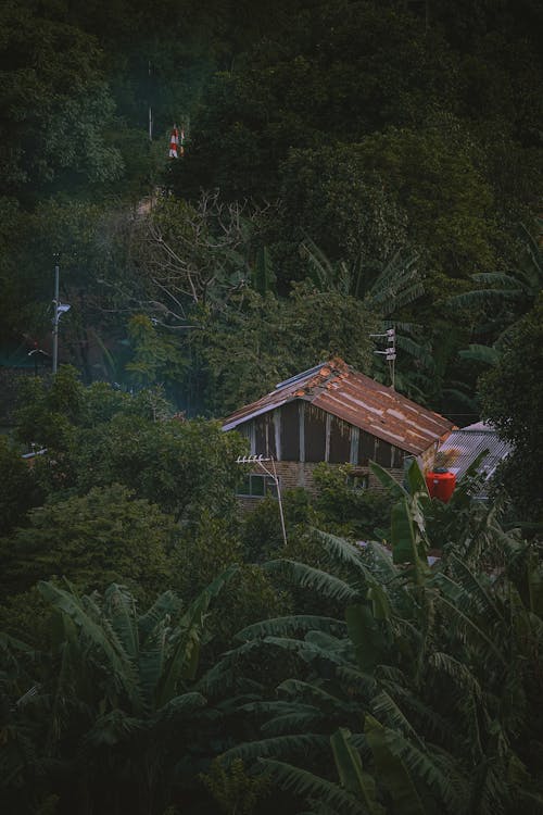 Foto d'estoc gratuïta de bosc, cabana, casa