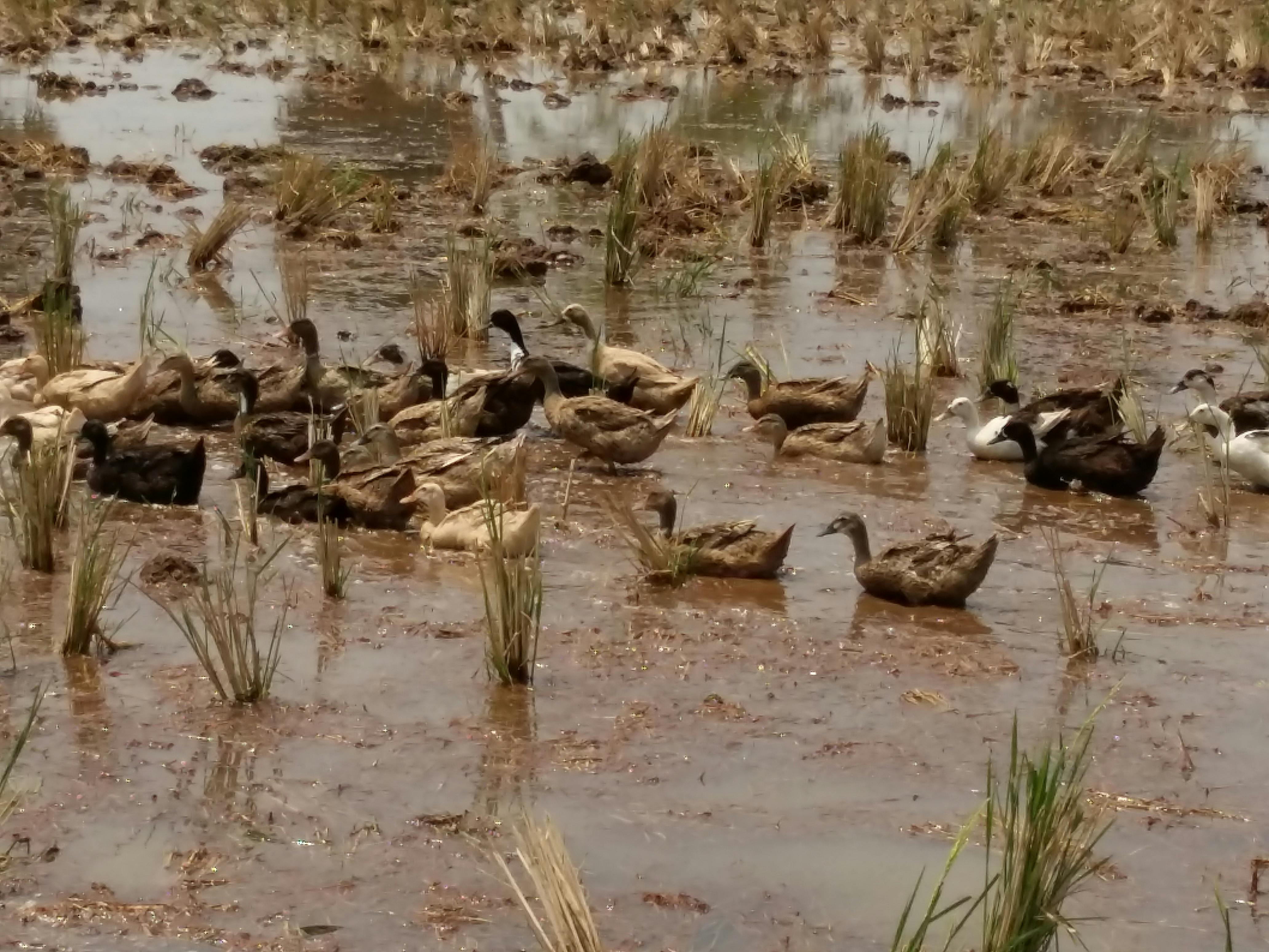 Free stock photo of duck, duck bird, ducks in water