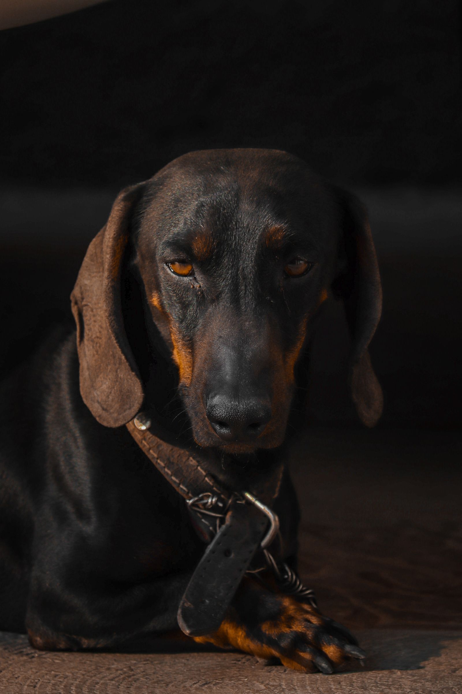 A dachshund wearing a leather collar in a close portrait